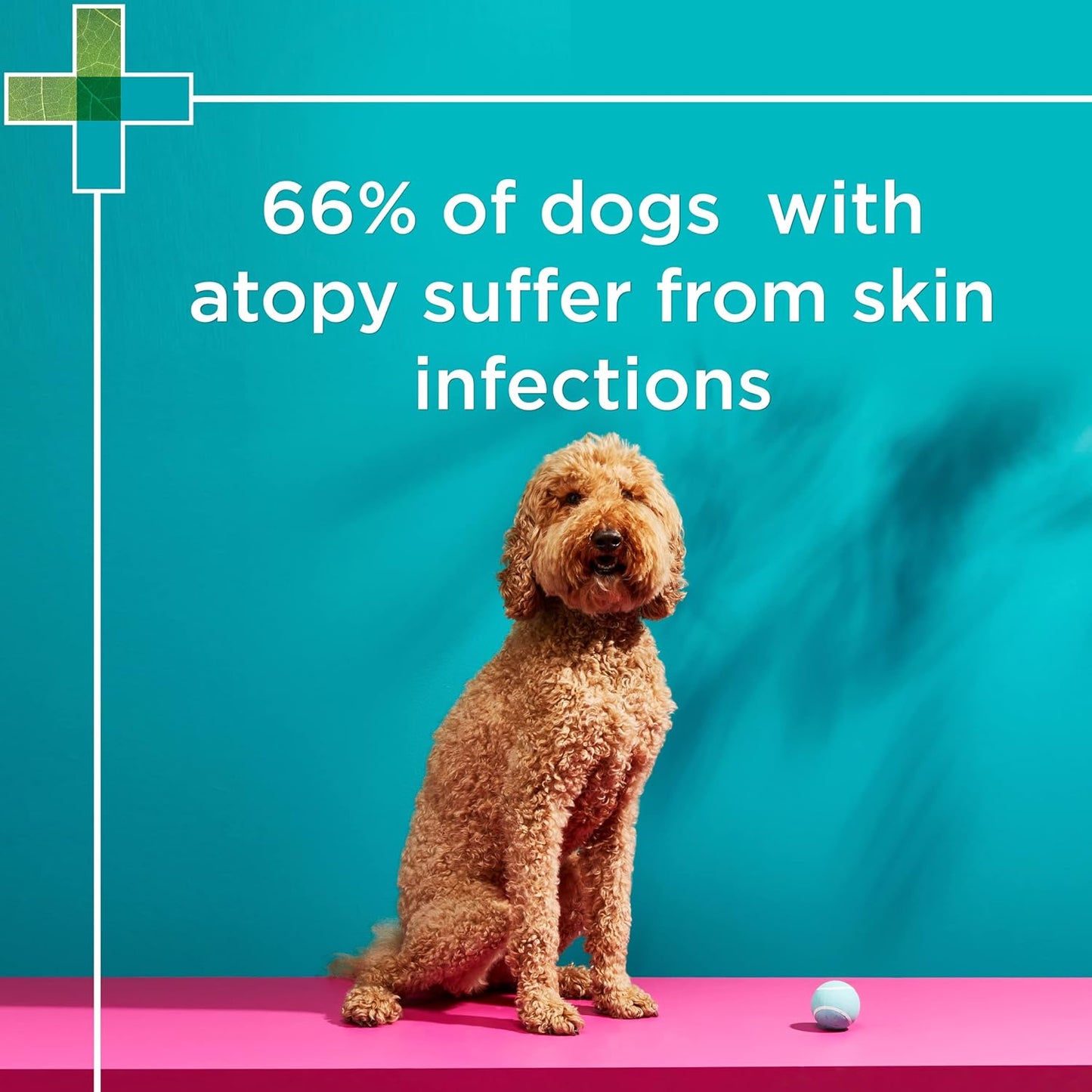 PAW By Blackmores MediDerm Gentle Medicated Shampoo (For Dogs) 200ml